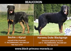 Beauceron - štěňata s PP